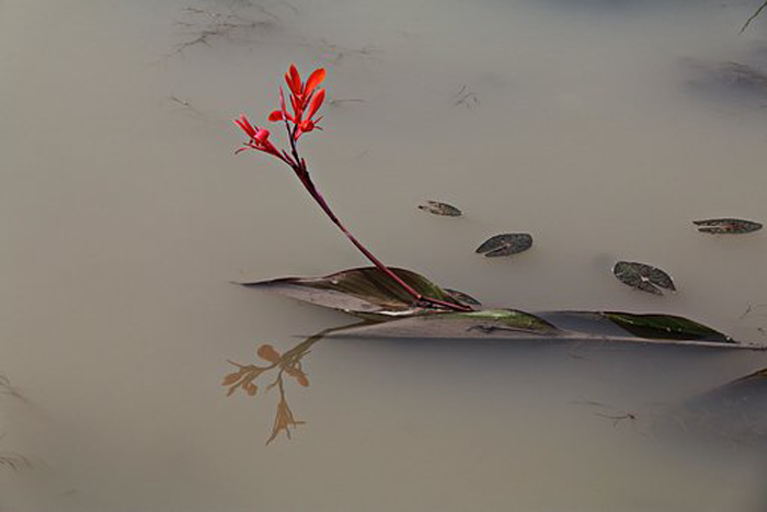 Blüte im Wasser
